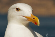 Birdwatching für Einsteiger – mit dem Fernglas auf der Suche nach Glück