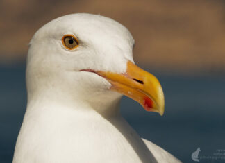 Birdwatching für Einsteiger – mit dem Fernglas auf der Suche nach Glück