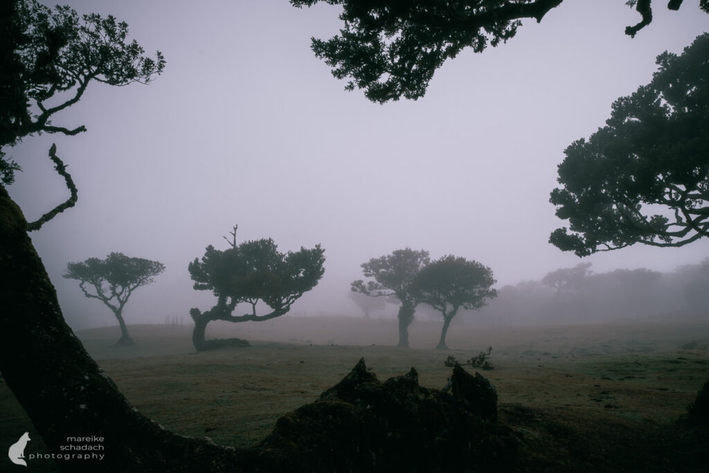 Bäume im Nebel an der Fotolocation Lorbeerwald Fanal, Madeira