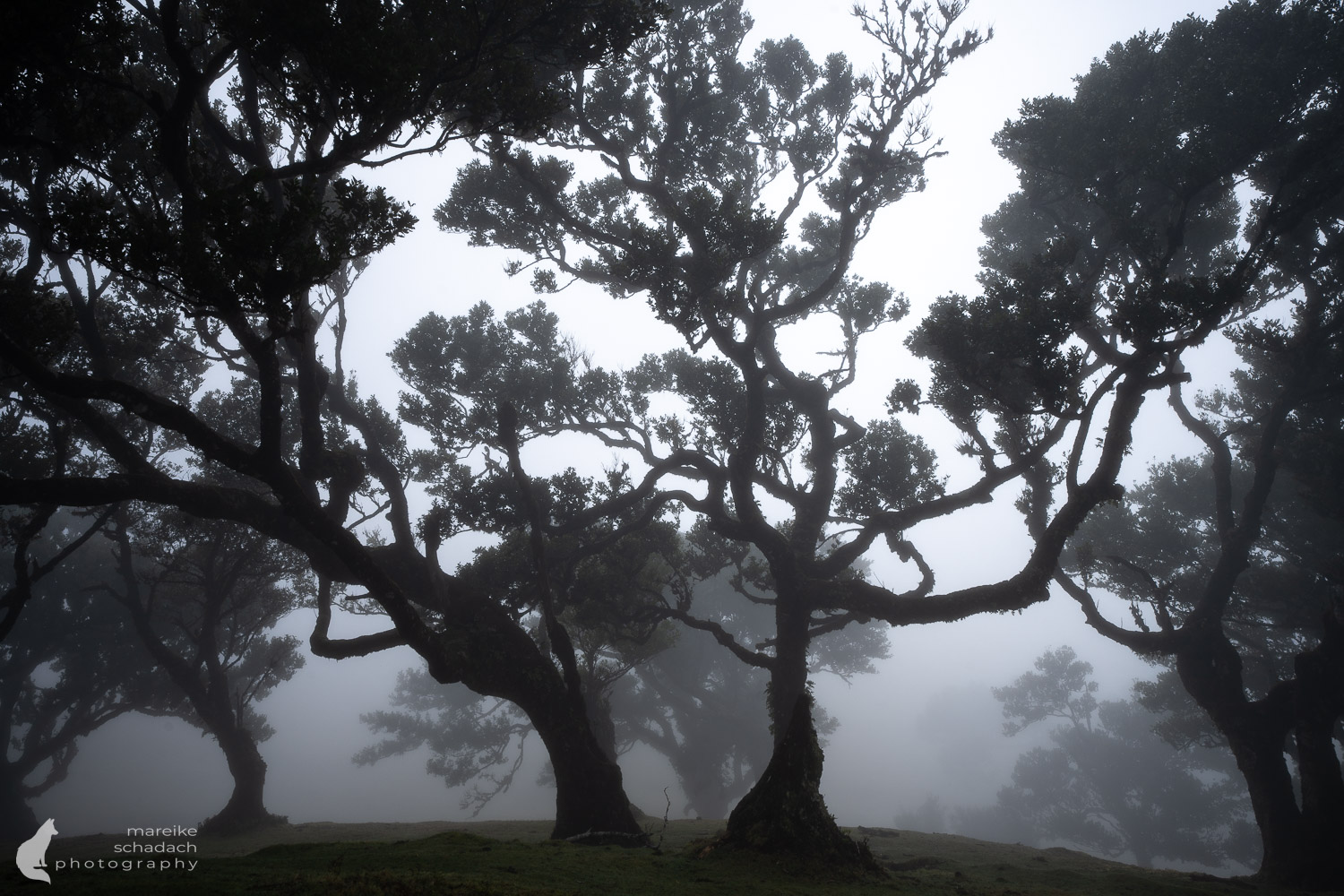 Bäume an der Fotolocation Lorbeerwald Fanal, Madeira