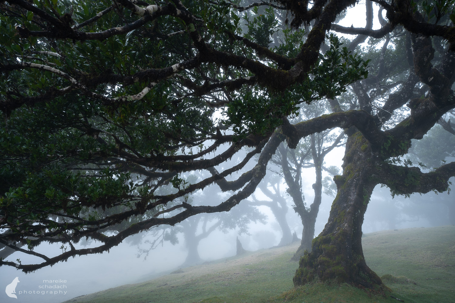Bäume im Nebel an der Fotolocation Lorbeerwald Fanal, Madeira