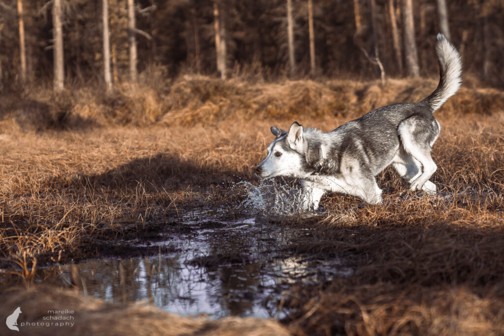 Alaskan Huskies playing