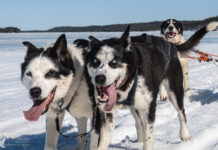 Husky-Guide-Training – Zwei Monate bei Hetta Huskies in Finnland