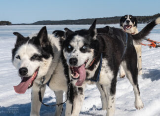 Husky Guide Training – Two Months with Hetta Huskies in Finland