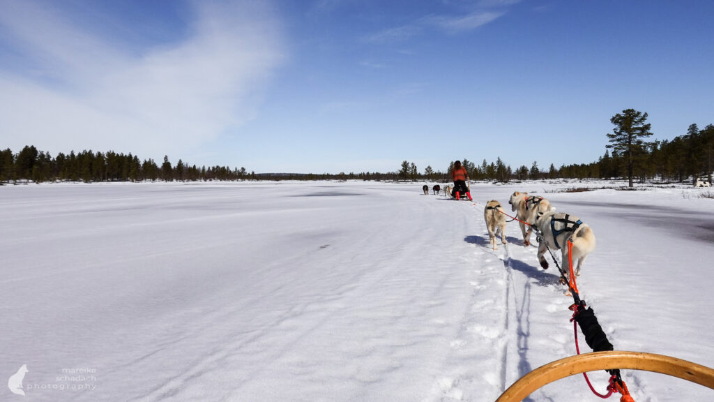 Husky Guide Training in Finnland bei Hetta Huskies