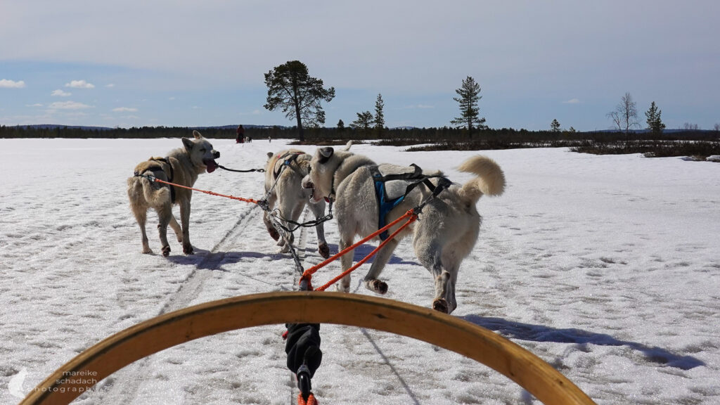 Husky Guide Training in Finnland bei Hetta Huskies