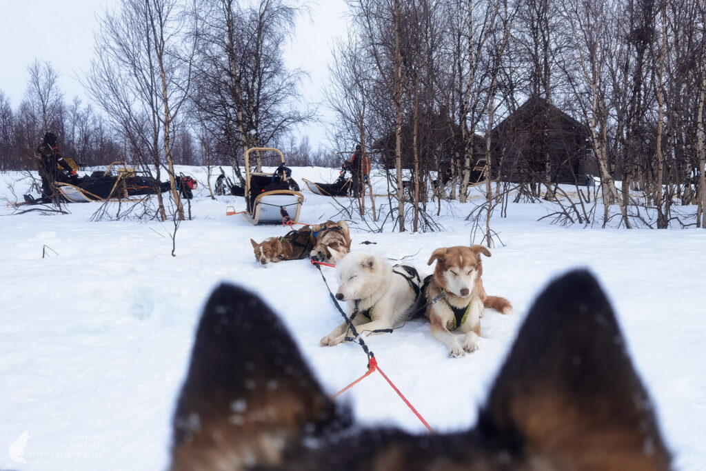 Alaskan Huskies resting in the snow