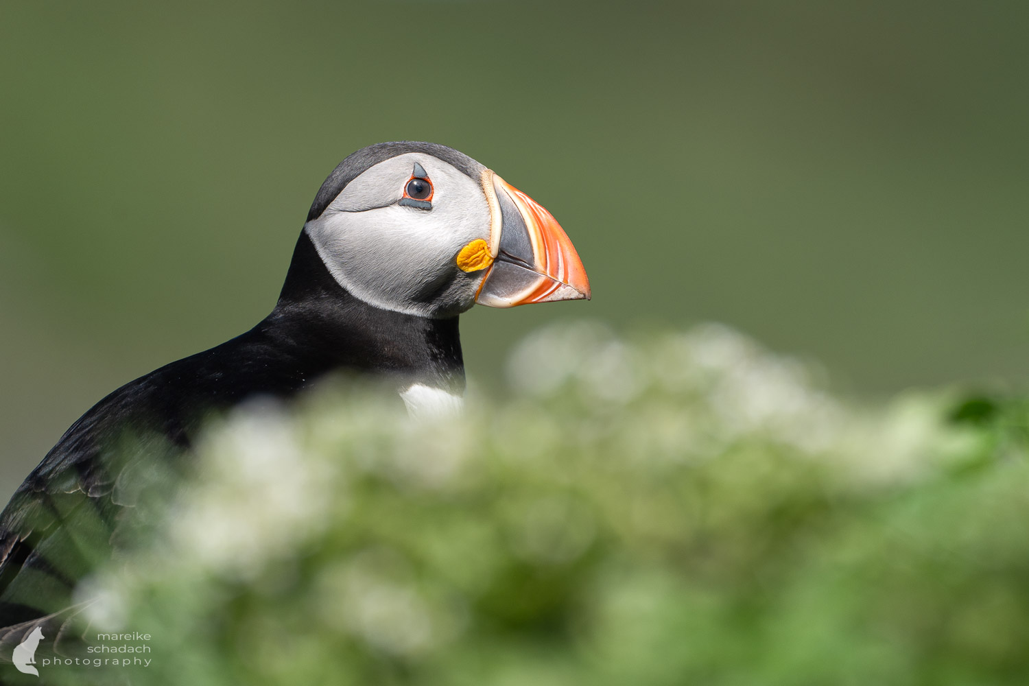 Papageientaucher auf Hornøya am Varanger Fjord