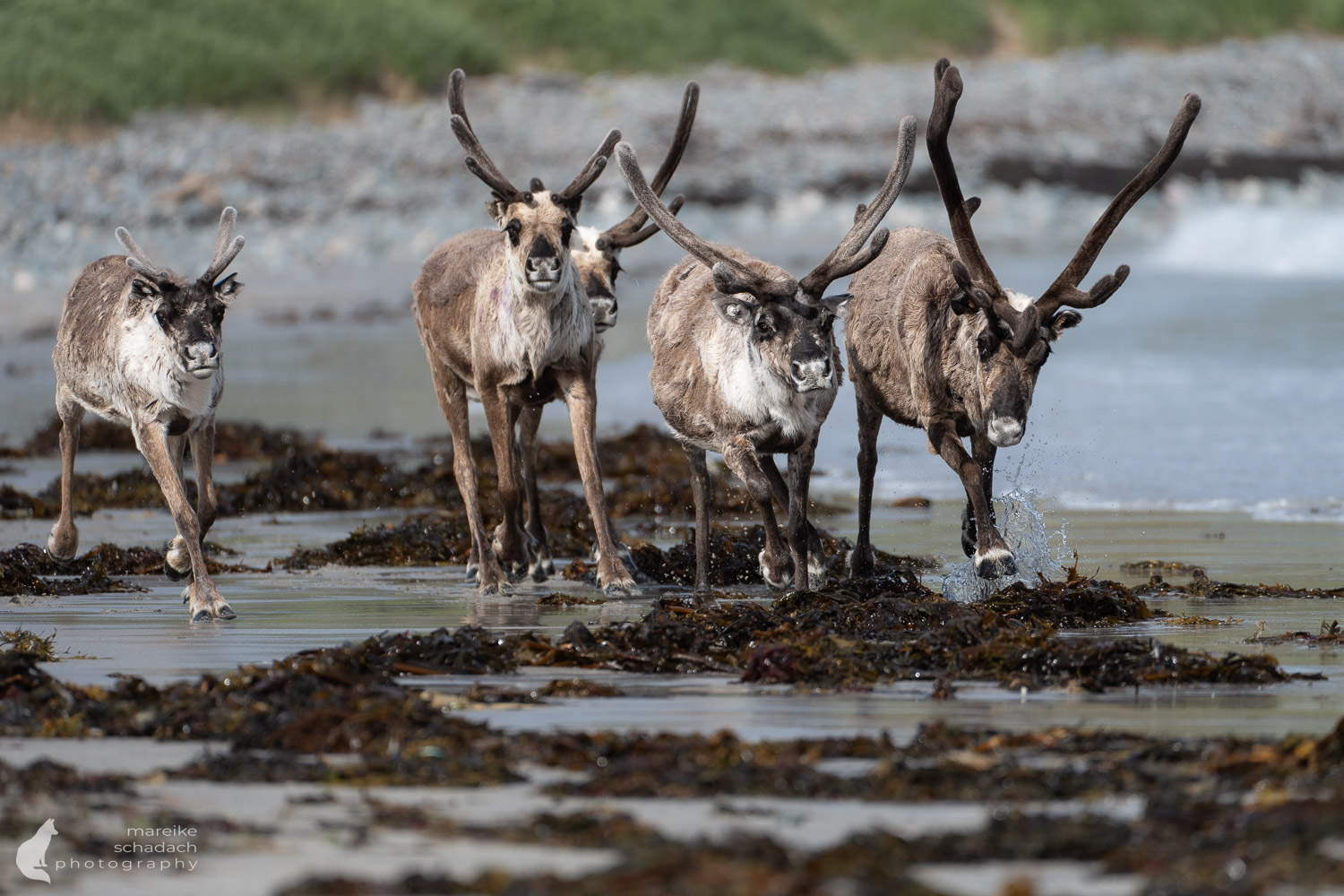 Rentiere am Varanger Fjord