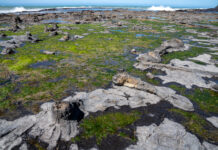 Petrified Forest of Curio Bay: a Walk through the Jurassic Period Versteinerter Wald von Curio Bay: Spaziergang durch die Jurazeit