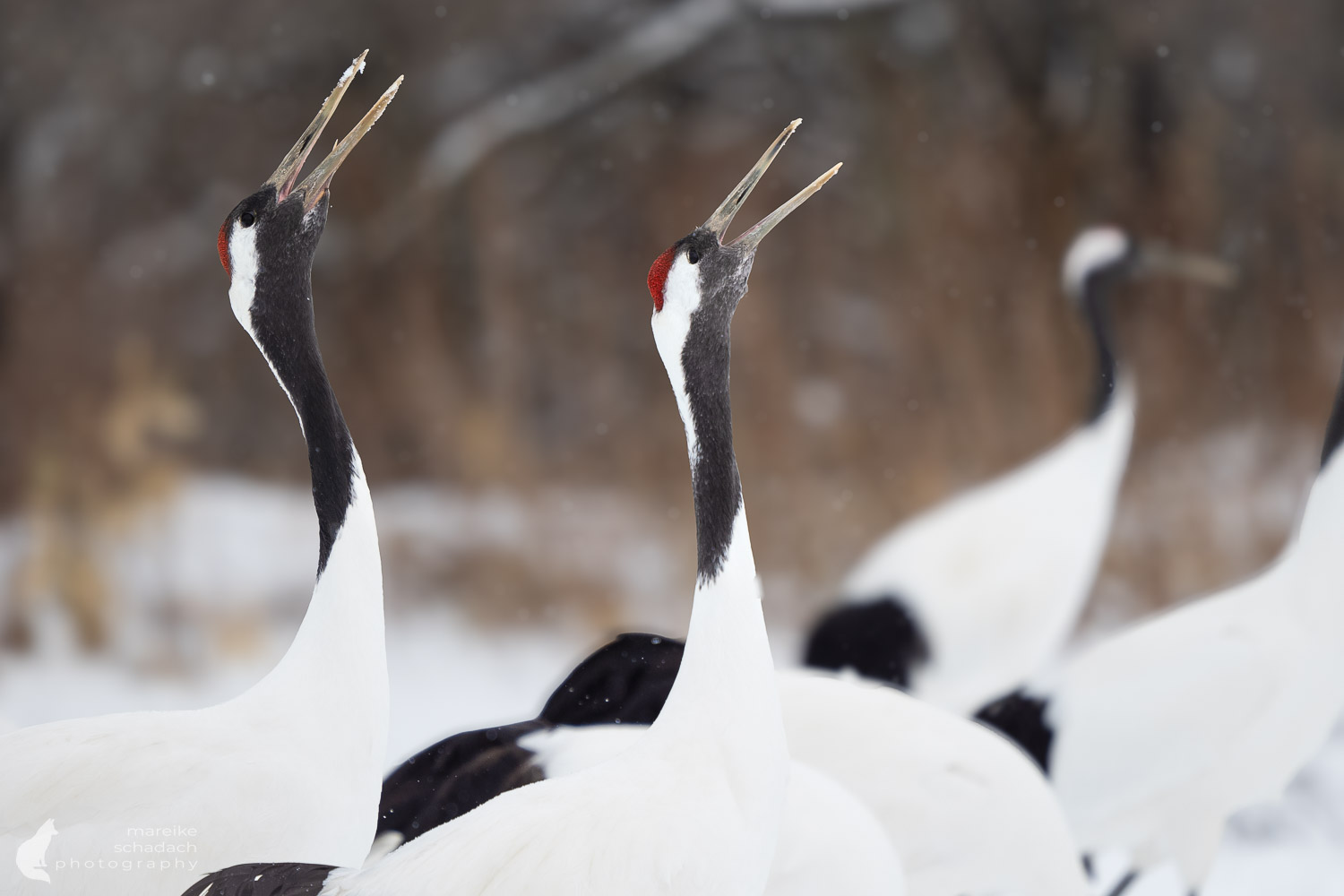 Rufende Kraniche in Hokkaido im Winter