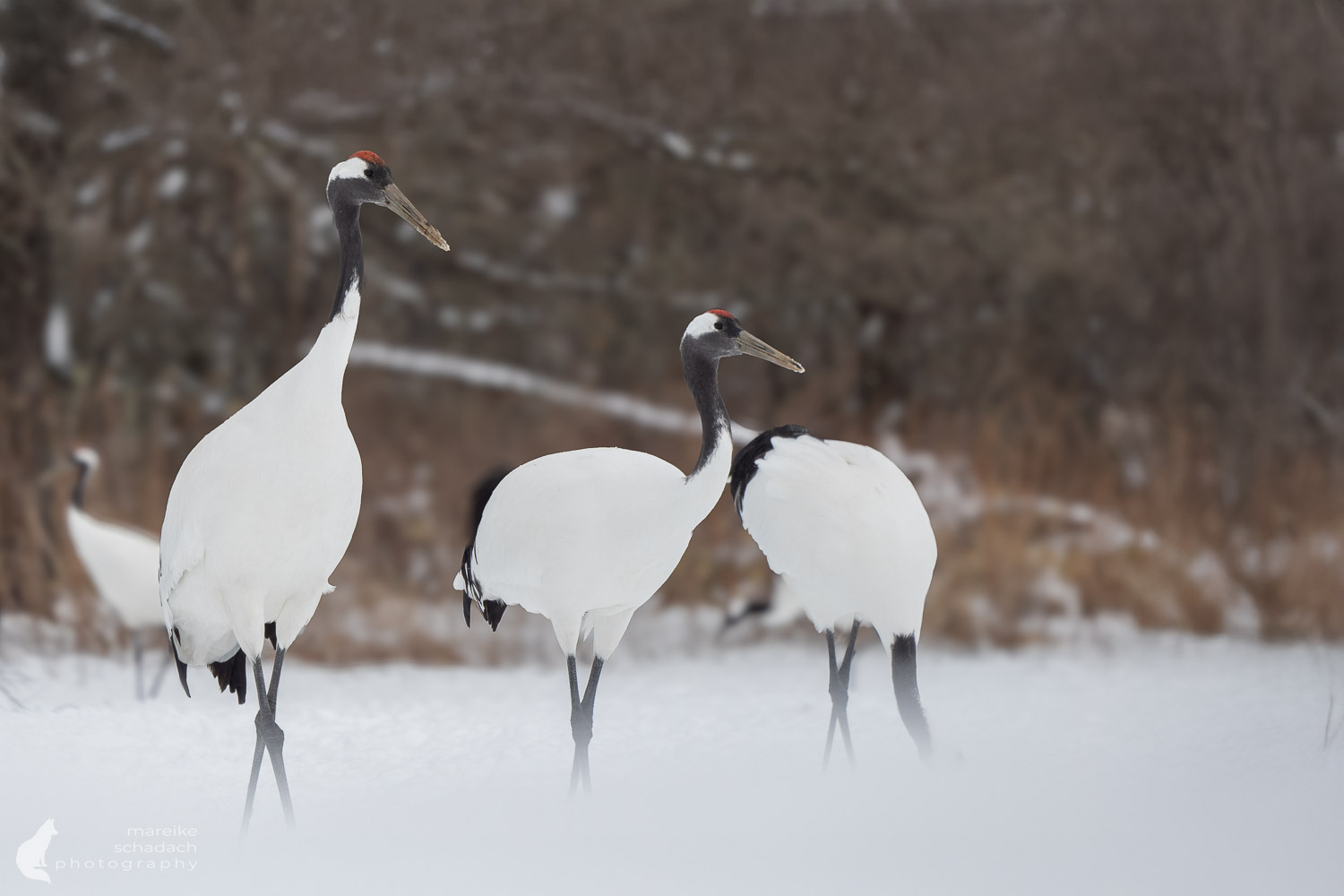 Kraniche in Hokkaido im Winter