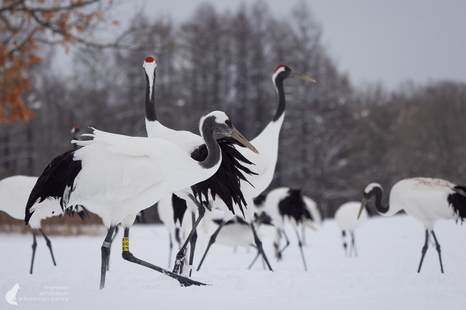 Kraniche in Hokkaido im Winter