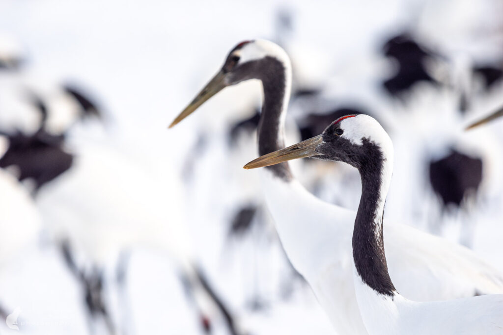 Kraniche in Hokkaido 