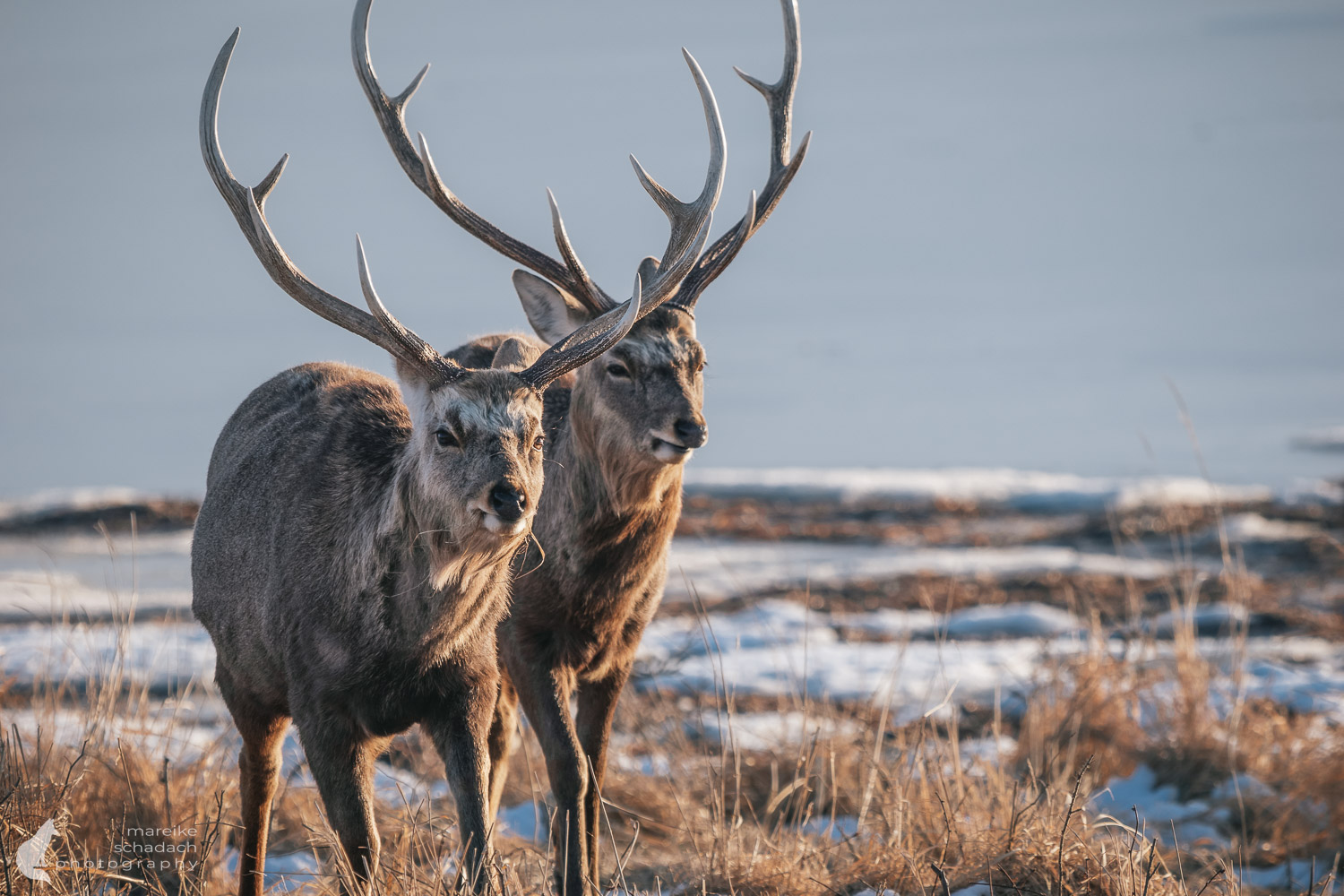 Sika-Hirsche im Winter auf der Notsuke-Halbinsel