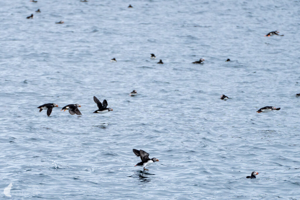 Auffliegende Puffins beim Birdwatching Gjesværstappan