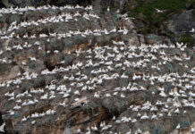 Birdwatching in Norwegen: Insel Gjesværstappan am Nordkapp Birdwatching im hohen Norden: Insel Gjesværstappan am Nordkapp