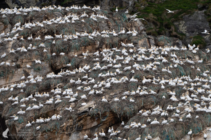 Birdwatching im hohen Norden: Insel Gjesværstappan am Nordkapp