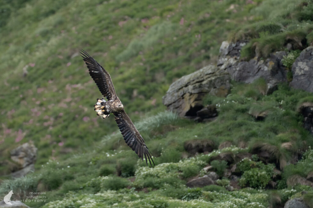 Seeadler beim Birdwatching Gjesværstappan