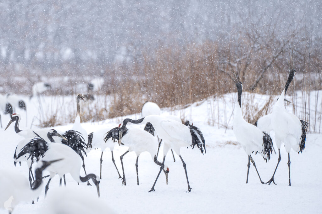 Kraniche in Hokkaido 