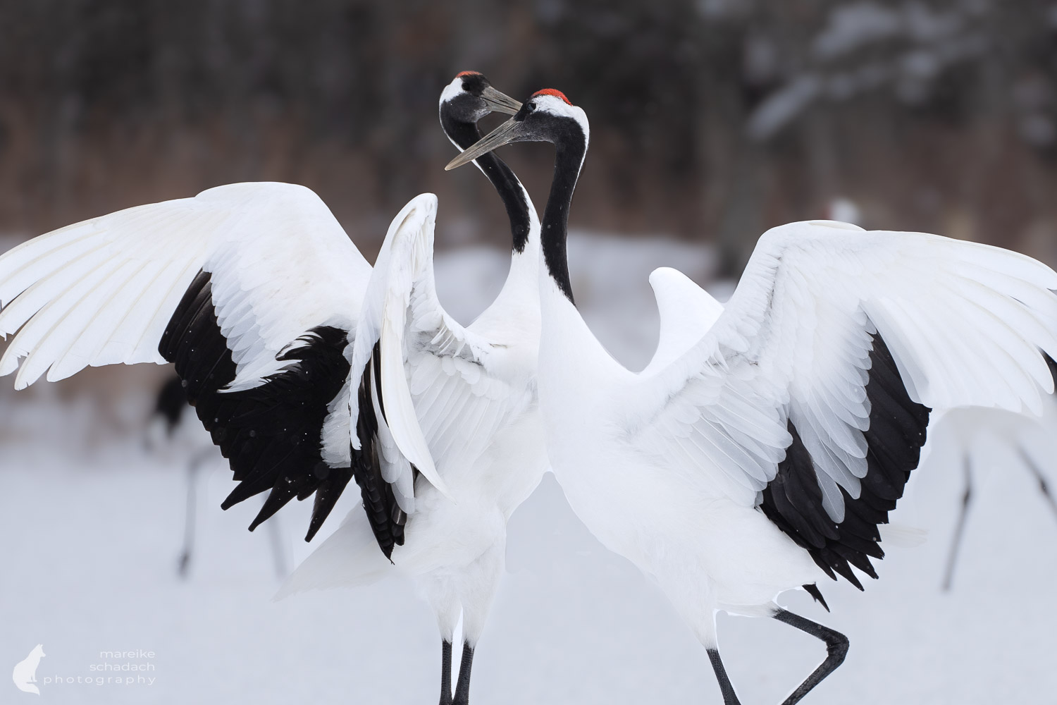 Tanzende Kraniche in Hokkaido im Winter