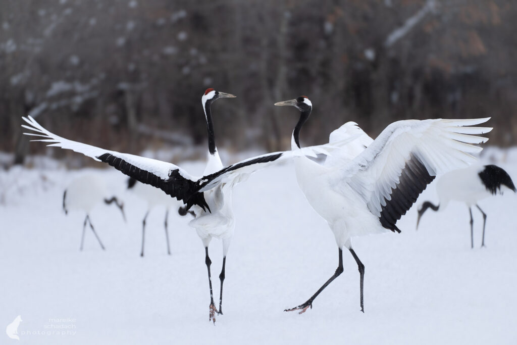 Kraniche in Hokkaido beobachten: Locations und Fototipps