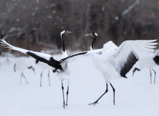 Kraniche in Hokkaido beobachten: Locations und Fototipps Kraniche in Hokkaido beobachten: Locations und Fototipps