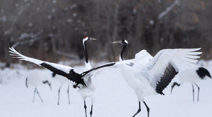 Kraniche in Hokkaido beobachten: Locations und Fototipps