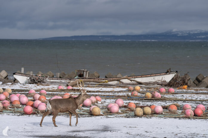 Wildtiere und Landschaften im Winter auf der Notsuke-Halbinsel