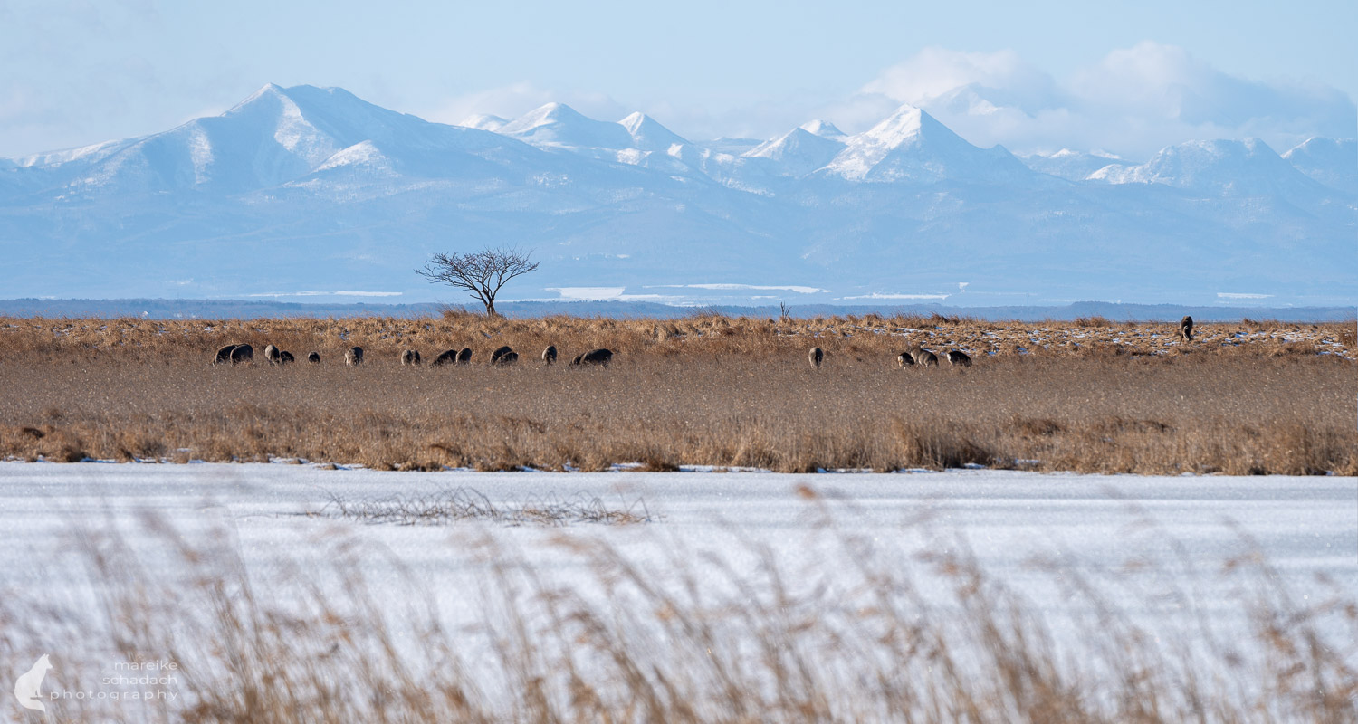 Winter auf der Notsuke-Halbinsel, Hokkaido