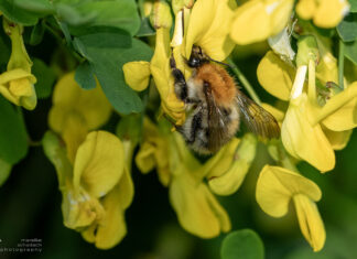 Poisonous Animals in Germany: What you need to know