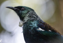 Birdwatching auf Ulva Island, Neuseeland Birdwatching auf Ulva Island, Neuseeland