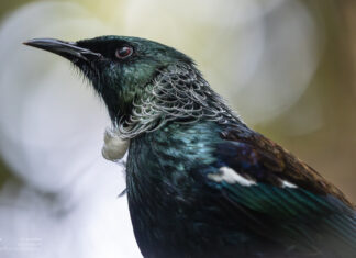 Birdwatching auf Ulva Island, Neuseeland Birdwatching auf Ulva Island, Neuseeland