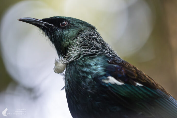 Birdwatching auf Ulva Island, Neuseeland