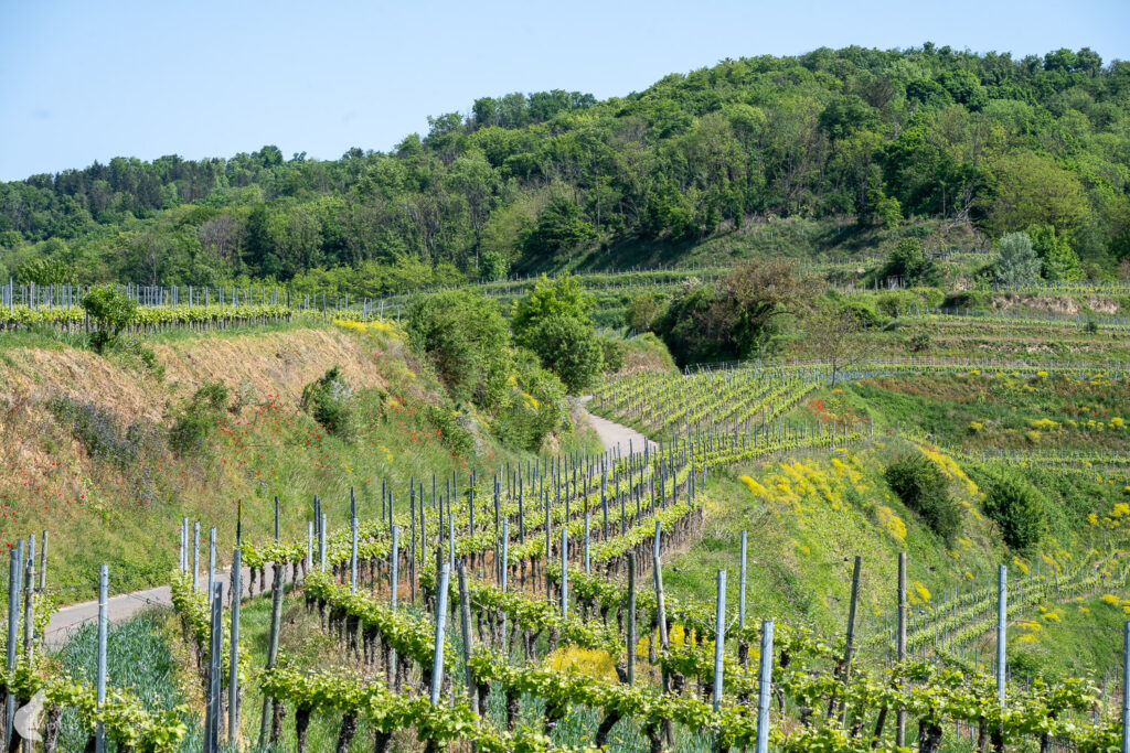 Weinberge am Kaiserstuhlpfad