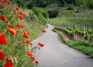 On the Kaiserstuhl Trail – Hiking among Vineyards and Volcanoes Auf dem Kaiserstuhlpfad – Wandern zwischen Reben und Vulkanen