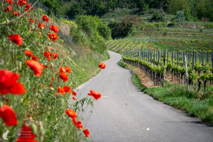 A7406259 Auf dem Kaiserstuhlpfad – Wandern zwischen Reben und Vulkanen