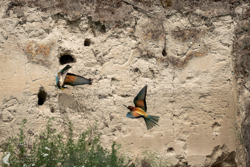 Bienenfresser am Kaiserstuhlpfad