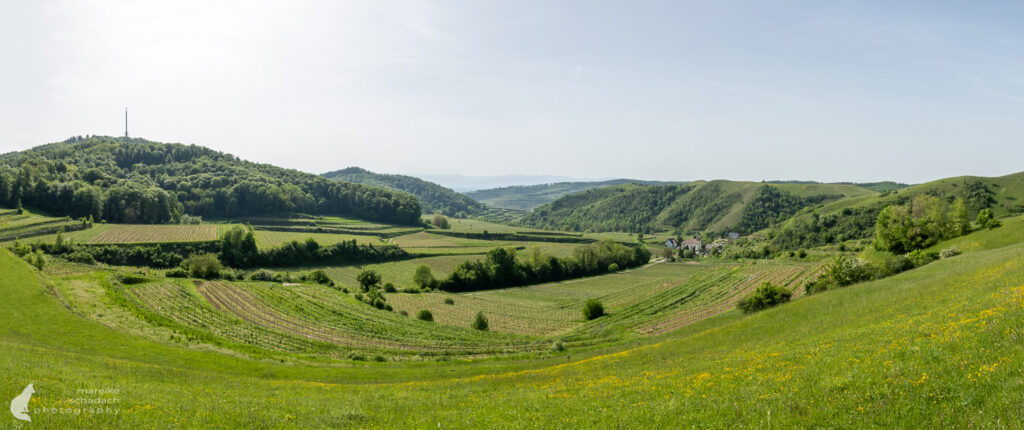 Blick am Kaiserstuhlpfad