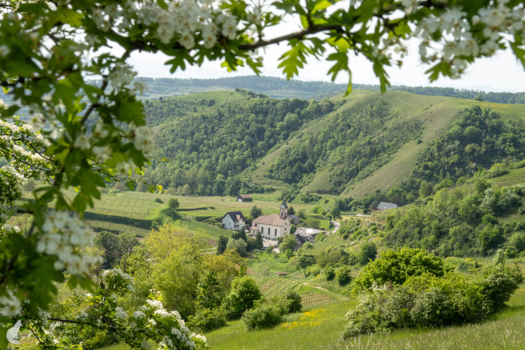 Blick am Kaiserstuhlpfad