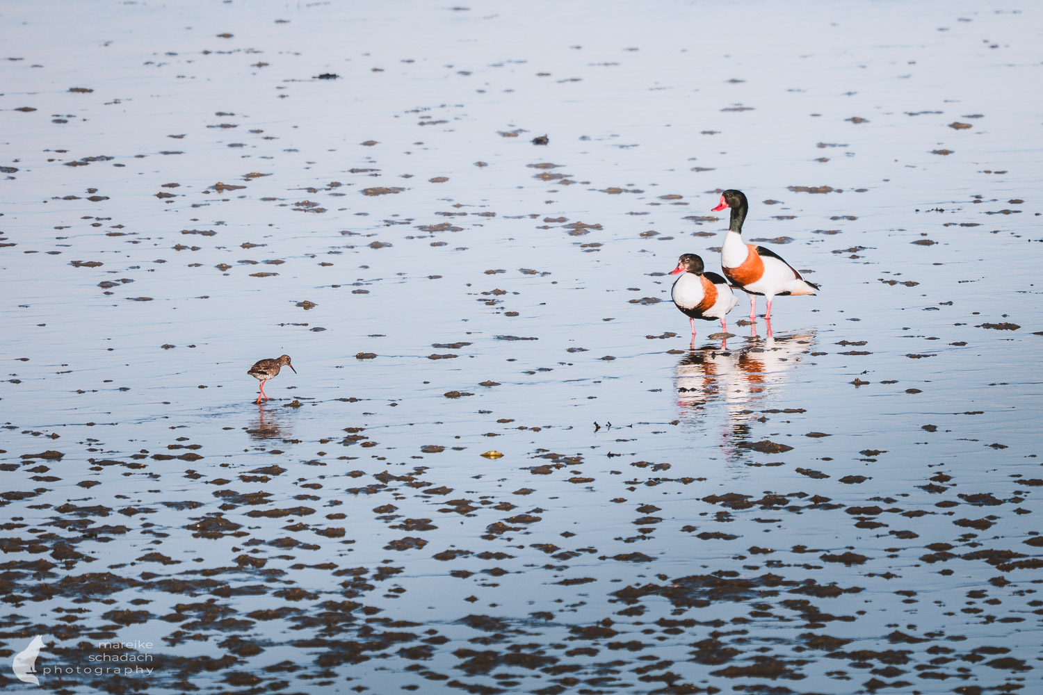 Insel Neuwerk – Birdwatching im Hamburger Wattenmeer