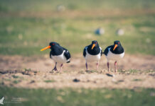 Insel Neuwerk – Birdwatching im Hamburger Wattenmeer Insel Neuwerk – Birdwatching im Hamburger Wattenmeer