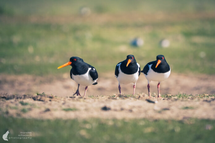 Insel Neuwerk – Birdwatching im Hamburger Wattenmeer