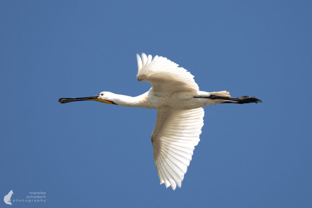 Löffler im Flug auf der Insel Neuwerk