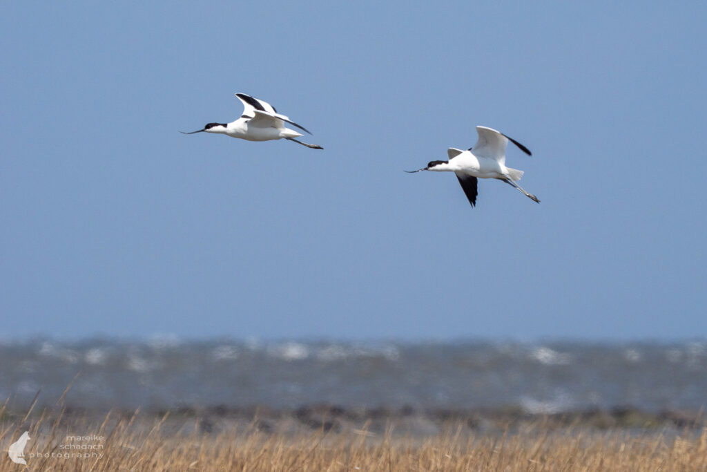Säbelschnäbler im Flug auf der Insel Neuwerk