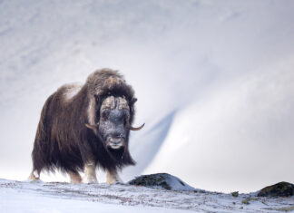 Musk Oxen in the Winter Wind of Dovrefjell Im Bann der Urzeitwesen – Moschusochsen im Winterwind des Dovrefjell