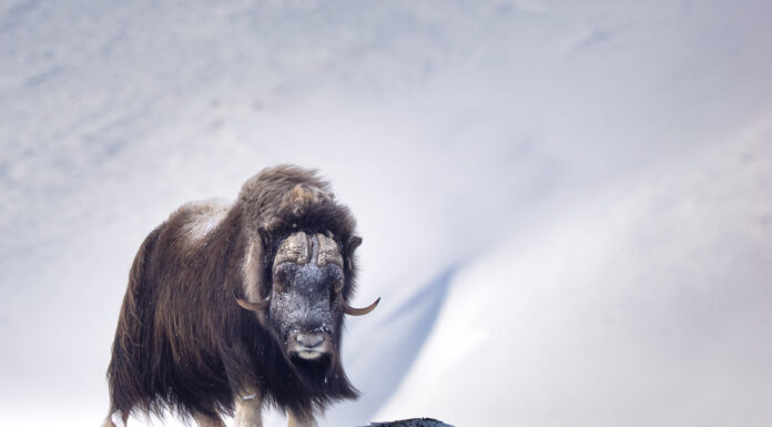 Im Bann der Urzeitwesen – Moschusochsen im Winterwind des Dovrefjell