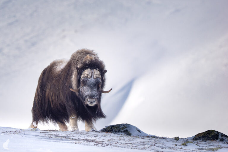 Im Bann der Urzeitwesen – Moschusochsen im Winterwind des Dovrefjell
