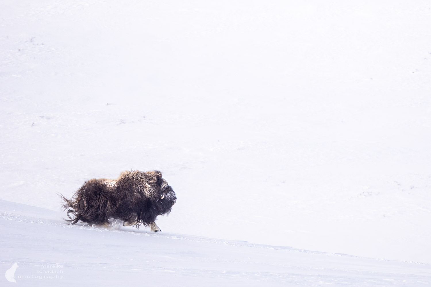 Moschusochse rennend im Winter im Dovrefjell