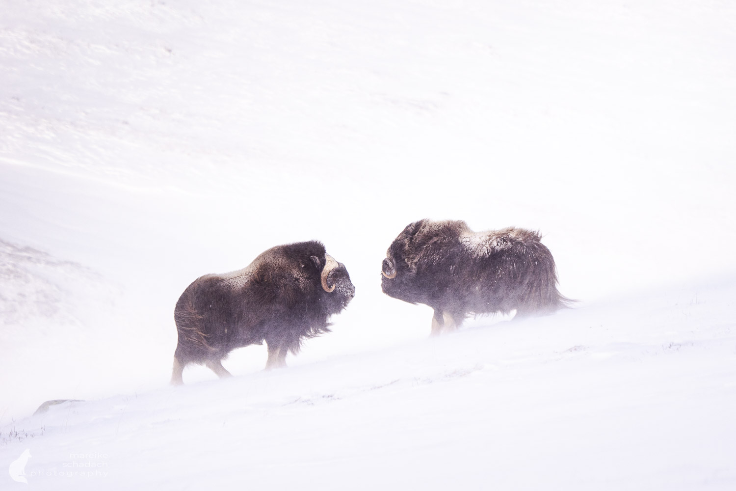 Moschusochsen im Winter im Dovrefjell
